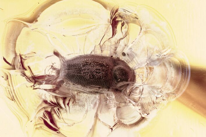 Fossil Handsome Fungus Beetle (Symbiotes) in Baltic Amber #328163